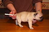 BOULEDOGUE FRANCAIS - TEMPERATURE 010